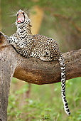 LEP 60 MC0027 01
African Leopard Resting On Tree Branch Lake Nakuru National Park, Kenya