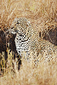 LEP 60 MC0028 01
African Leopard Sitting In Savanna Masai Mara, Kenya