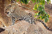 LEP 60 MC0029 01
African Leopard Grooming On Tree Branch Masai Mara, Kenya