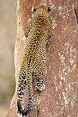 LEP 60 MC0030 01
African Leopard Climbing Tree In Masai Mara, Kenya