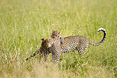 LEP 60 MC0031 01
African Leopard Mother Playing With Cub In Masai Mara, Kenya