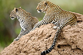 LEP 60 MC0034 01
Two African Leopards Laying On Termite Mound In Samburu Game Reserve, Kenya