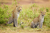 LEP 60 MC0035 01
Two African Leopards Sitting In Masai Mara Game Reserve, Kenya