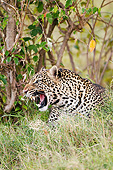 LEP 60 MC0036 01
Portrait Of African Leopard Snarling In Masai Mara Game Reserve, Kenya