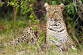 LEP 60 MC0037 01
African Leopard Resting In Masai Mara Game Reserve, Kenya