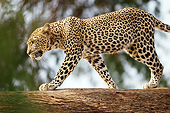 LEP 60 MC0038 01
African Leopard Walking Across Log In Masai Mara Game Reserve, Kenya