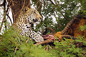 LEP 60 MC0039 01
African Leopard Laying In Tree With Kill Masai Mara Game Reserve, Kenya