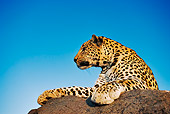 LEP 60 MH0001 01
Leopard Laying On Rock