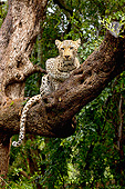 LEP 60 MH0007 01
Spotted Leopard Sitting On Tree Branch South Africa