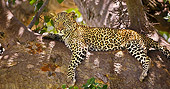 LEP 60 WF0002 01
Leopard Relaxing In Tree