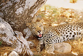 LEP 60 DB0003 01
Leopard Sleeping Against Tree In Shade In Africa