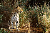 LEP 60 DB0004 01
Leopard Sitting In Tall Grass In Africa