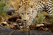 LEP 60 DB0006 01
Close Up Of Leopard Approaching Camera In Africa