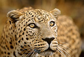 LEP 60 DB0007 01
Head Shot Of Leopard Africa