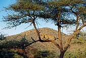 LEP 60 DB0008 01
Leopard Sitting In Tree In Africa