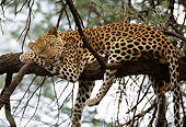 LEP 60 DB0009 02
Profile Of Leopard Sleeping In Tree In Africa