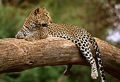 LEP 60 DB0011 01
Profile Of Leopard Laying On Tree Branch In Africa