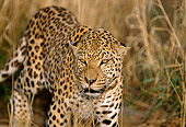 LEP 60 DB0012 01
Close Up Of Leopard Approaching Camera In Africa