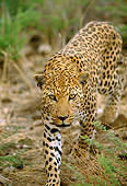 LEP 60 DB0013 01
Close Up Of Leopard Approaching Camera In Africa