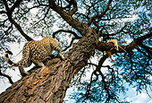 LEP 60 DB0014 01
Leopard Climging Tree Toward Killed Springbok In Africa