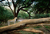 LEP 60 DB0015 01
Leopard Standing On Log In Forest In Africa