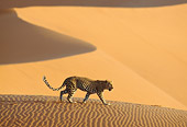 LEP 60 DB0017 01
Leopard Walking On Sand Dune In Desert Africa