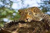 LEP 60 JZ0001 01
Close-Up Of Leopard Laying On Branch