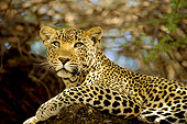 LEP 60 JZ0002 01
Close-Up Of Leopard Laying On Branch