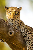 LEP 60 JZ0003 01
Close-Up Of Leopard Laying On Branch Kenya