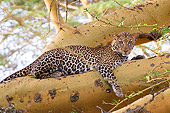 LEP 60 NE0001 01
Leopard Resting In Tree Kenya