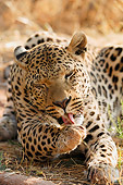 LEP 60 NE0002 01
Leopard Laying On Ground Licking Its Paw Kenya