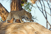 LEP 60 RW0001 01
African Leopard Walking On Tree Limb Kenya