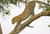 LEP 60 RW0003 01
African Leopard Stretching On Tree Limb Kenya