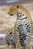 LEP 60 RW0005 01
African Leopard Sitting On Savanna Kenya