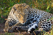 LEP 60 RW0006 01
African Leopard Laying On Savanna Looking At Camera Kenya