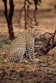 LEP 60 TL0001 01
Portrait Of Leopard Sitting On Dry Plain Near Tree Africa