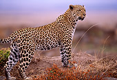 LEP 60 TL0003 01
Profile Of Leopard Standing On Dirt Mound Africa