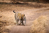LEP 60 TL0004 01
Two Leopards Walking Down Path Toward Camera Africa