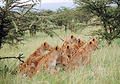LNS 01 BA0001 01
African Lion Pride Sitting In Field Profile