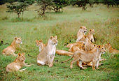 LNS 01 BA0002 01
African Lioness And Cubs Sitting In Field