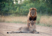 LNS 01 BA0004 01
Male And Female African Lions Standing And Laying On Dirt Road By Meadow