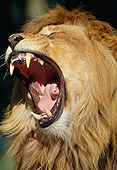 LNS 01 GL0001 01
Head Shot Of Male Lion Roaring