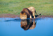LNS 01 GL0004 01
Male Lion Drinking From Watering Hole