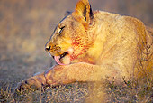 LNS 01 HP0001 01
Close-Up Of African Lion Licking Paws Zululand, South Africa