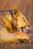 LNS 01 HP0002 01
Close-Up Of African Lion Licking Paws Zululand, South Africa