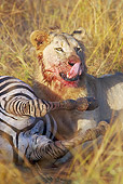 LNS 01 HP0004 01
Portrait Of African Lion Feeding On Kill Zululand, South Africa
