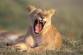 LNS 01 JE0001 01
Lioness Yawning On Grass Kenya