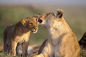 LNS 01 JE0002 01
Lioness Licking Cub On Grass Kenya