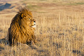 LNS 01 KH0006 01
Lion Laying In Dry Grass In South Africa
