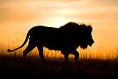 LNS 01 KH0007 01
Lion Walking In Savanna At Sunset Profile